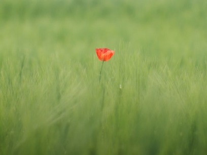 single flower stands out in center of large field of green